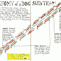 Anatomy of a Dog Sled Team