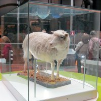 Dolly The Sheep—Immortalized 